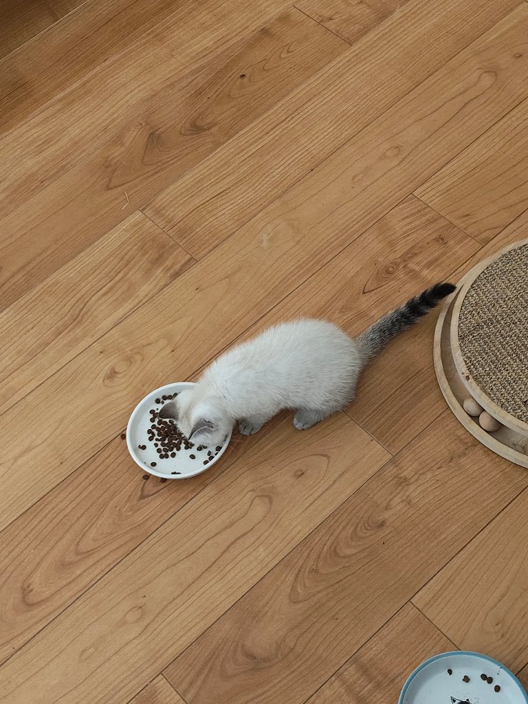 Britse Korthaar Kittens, Poes, Ontwormd, 0 tot 2 jaar