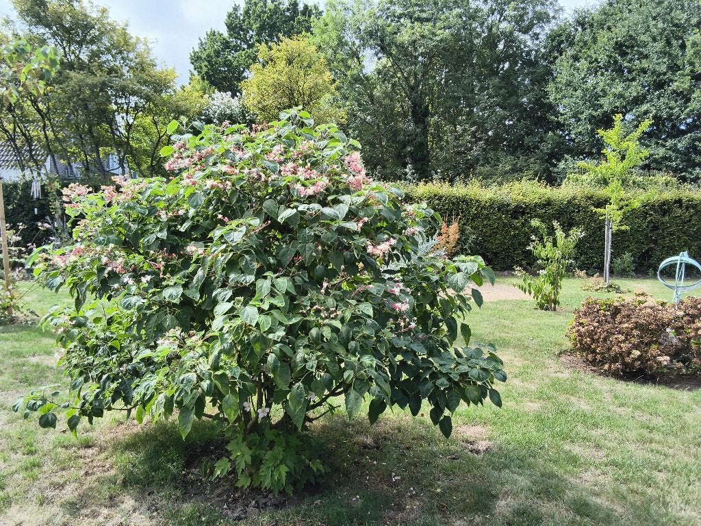 kansenboom, pindakaasboom  stekjes te koop, Tuin en Terras, Planten | Bomen, Ophalen, Volle zon, Overige soorten, Minder dan 100 cm