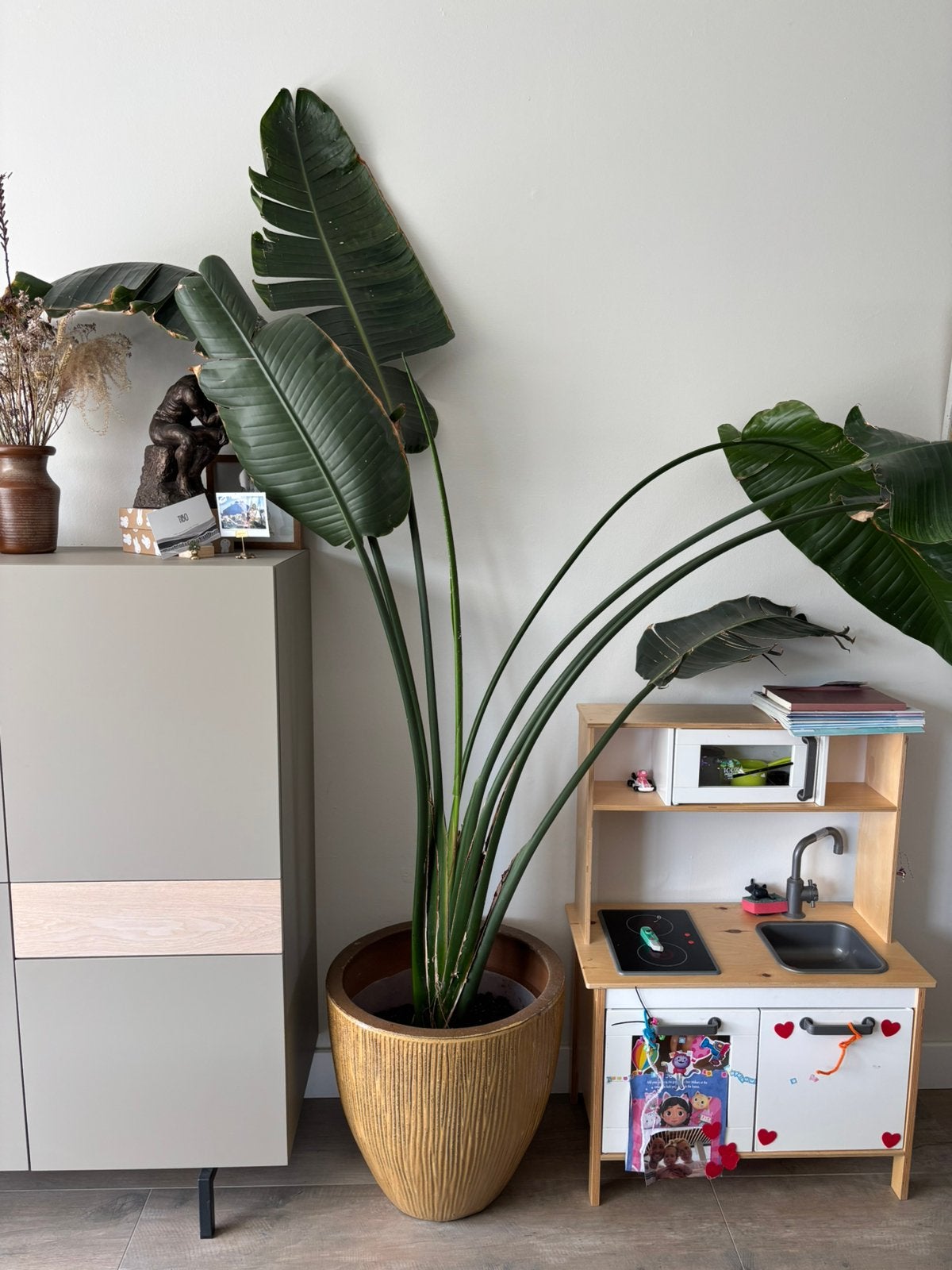 Strelitzia nicolai, Huis en Inrichting, Kamerplanten, Ophalen