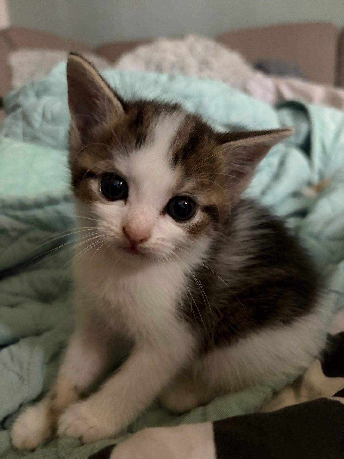 Kittens te koop, Meerdere dieren, Kortharig, 0 tot 2 jaar