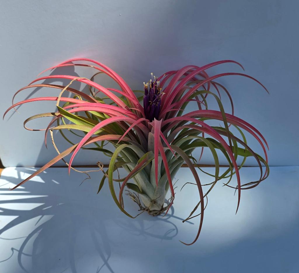 Tillandsia, tillandsias div. soorten terrarium, paludarium, Dieren en Toebehoren, Reptielen en Amfibieën | Toebehoren, Ophalen of Verzenden
