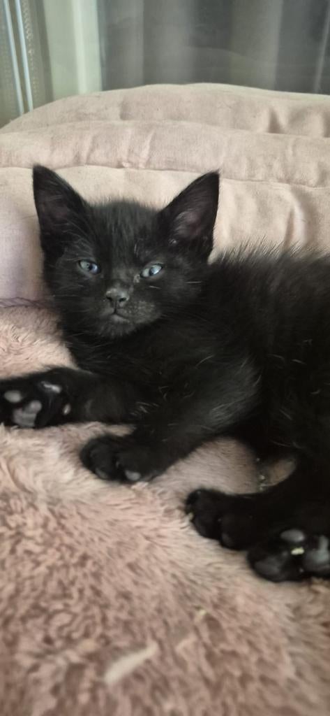 Kruising maincoon x Europese korthaar