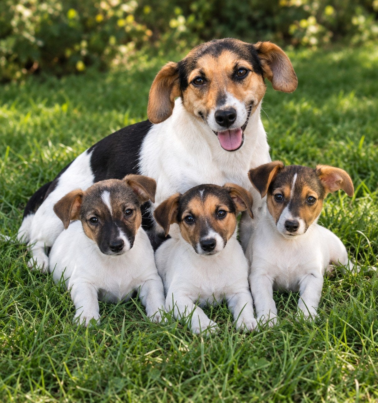 Super vrolijke Jack Russel pups, Dieren en Toebehoren, Parvo, Jack Russell Terriër, 8 tot 15 weken, Meerdere