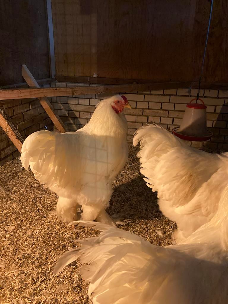 Witte brahma hanen, Dieren en Toebehoren, Pluimvee, Mannelijk, Kip