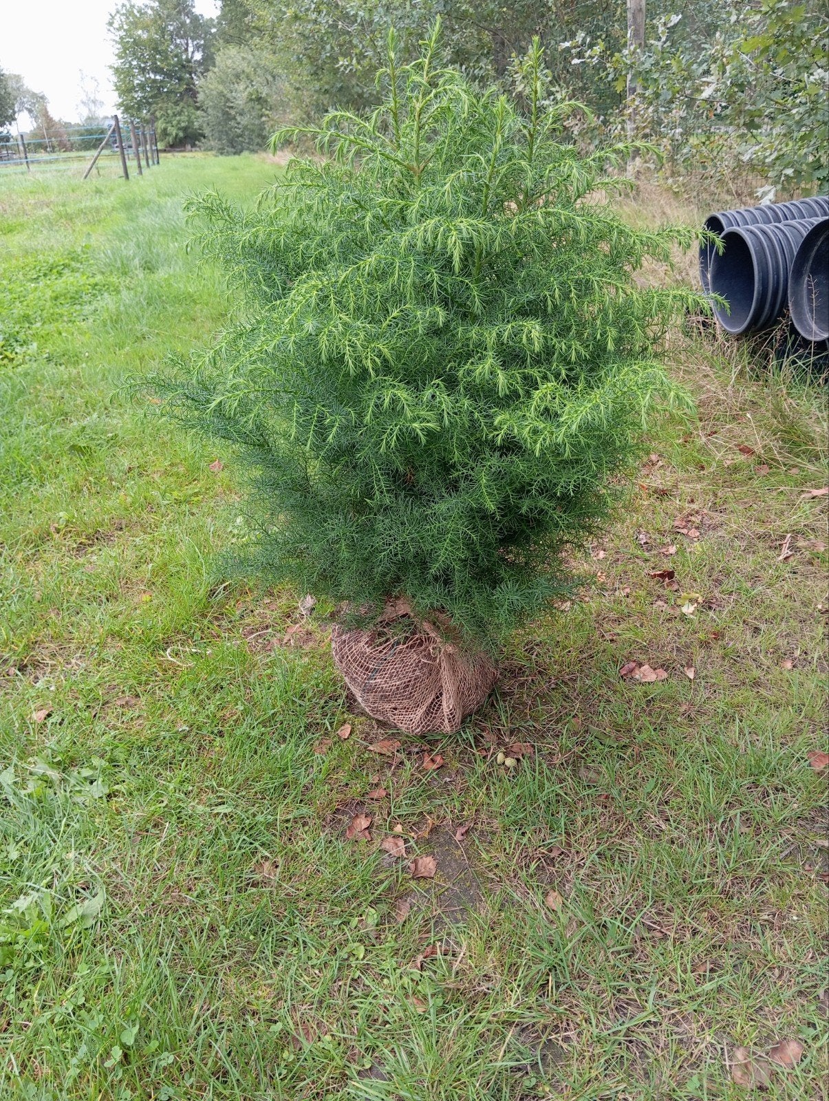 Cryptomeria japonica 'Elegans Viridis' - Japanse ceder, Tuin en Terras, Bloeit niet, Overige soorten, Minder dan 100 cm, Ophalen