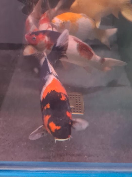 Import HQ Handpick koi - 40 /50 cm - Koidream Valburg, Dieren en Toebehoren, Karper of Koi