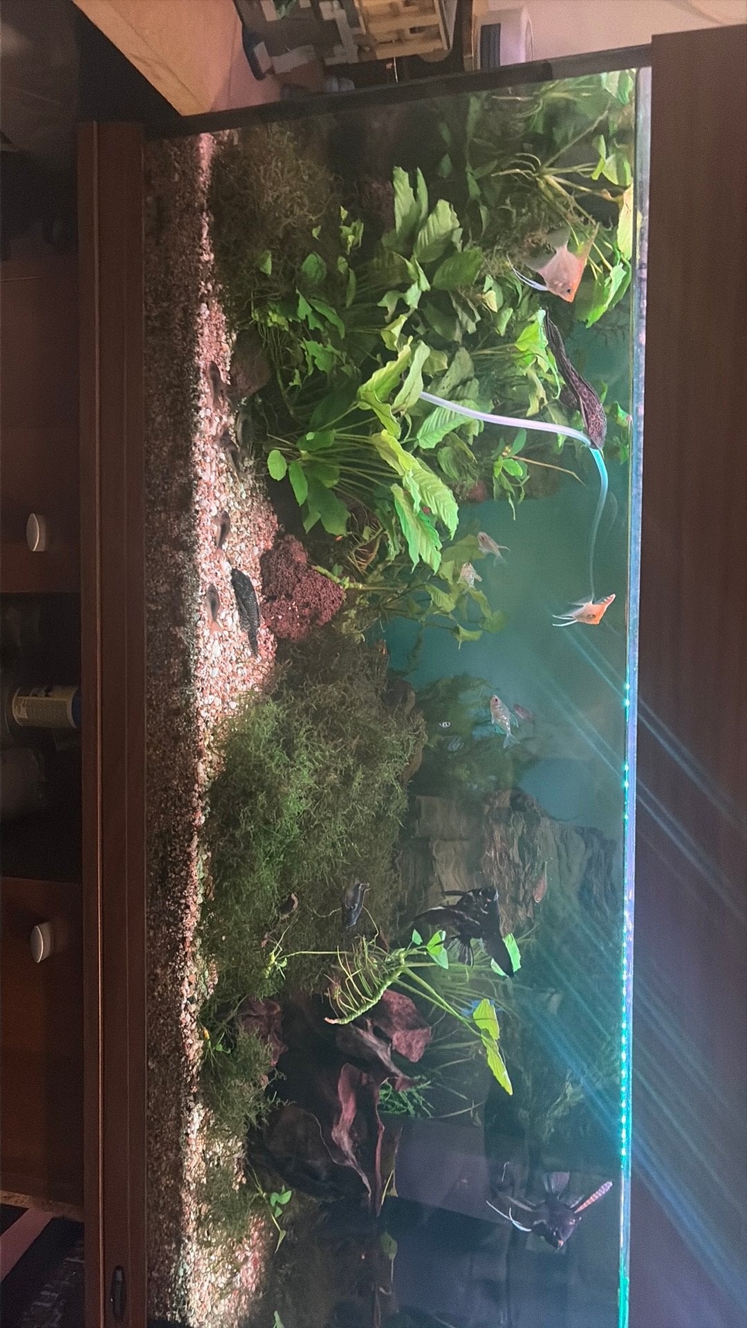 Aquarium compleet, Dieren en Toebehoren, Vissen | Aquaria en Toebehoren, Gebruikt, Gevuld zoetwateraquarium, Inclusief deksel