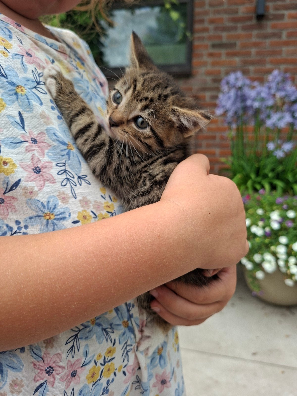 Lieve sociale Kittens, Meerdere dieren