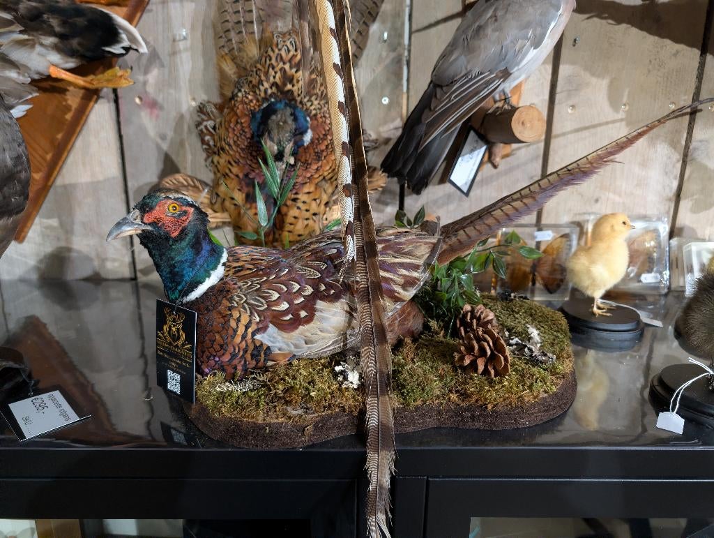 opgezette bosfazant fazant jacht vogel hert haan, Ophalen, Nieuw, Vogel, Opgezet dier