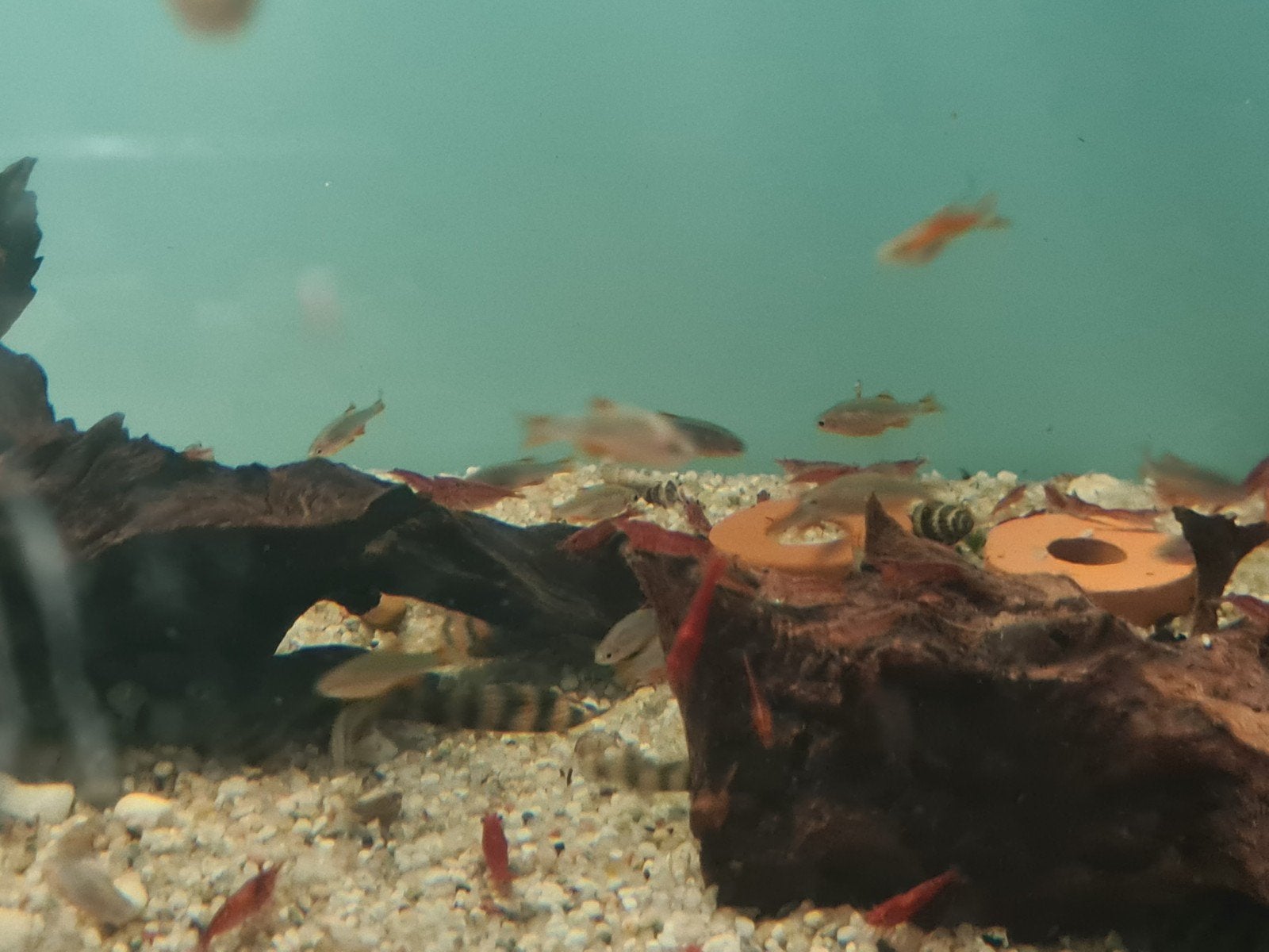 Microrasbora Galaxy, Dieren en Toebehoren, Vis, Zoetwatervis, Schoolvis