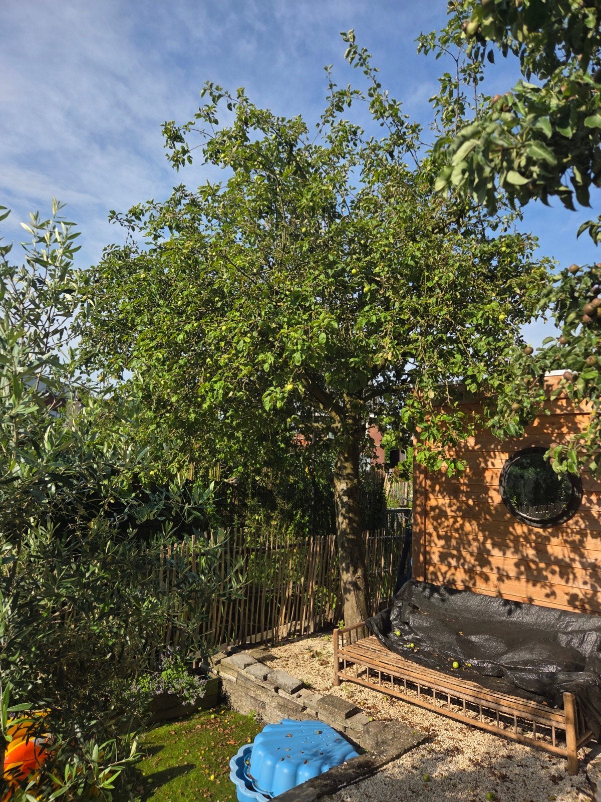 Grote appelboom met veel appels, Ophalen