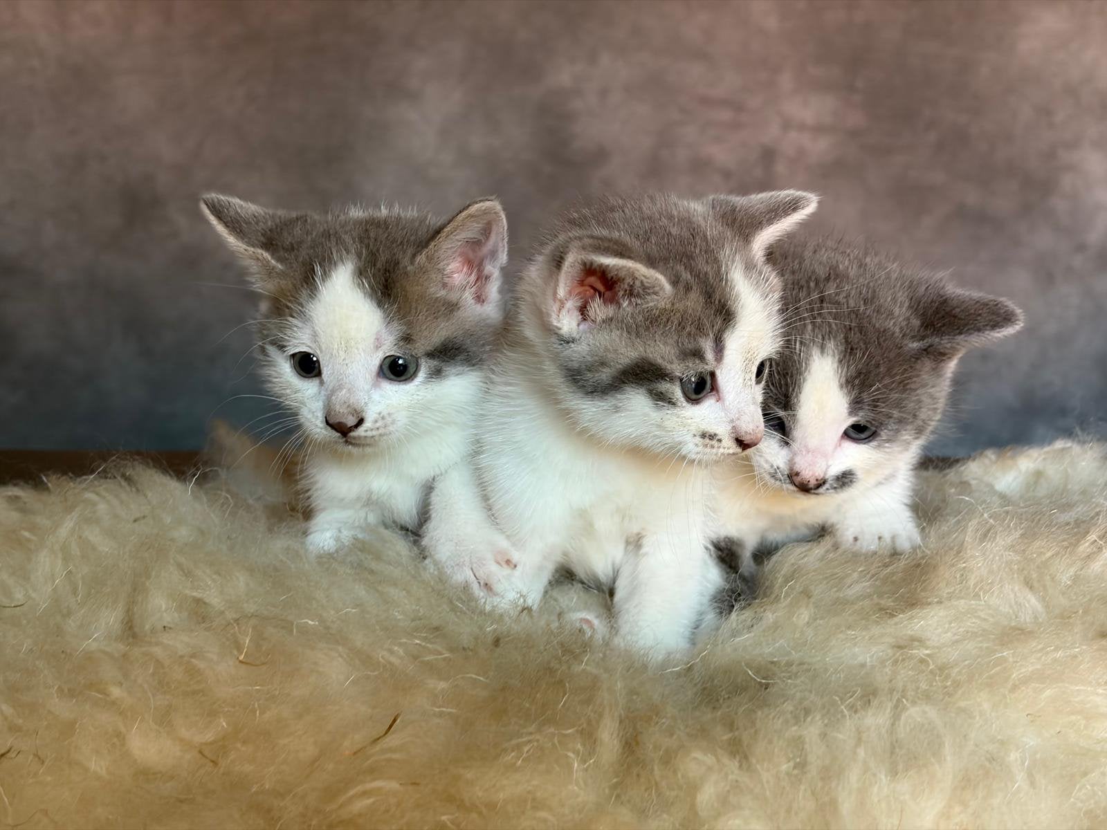 Lieve kittens te koop!, Meerdere dieren