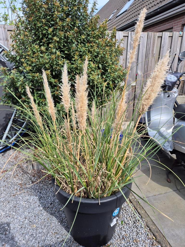 Pampas plant in pot, Ophalen, Overige soorten, Volle zon