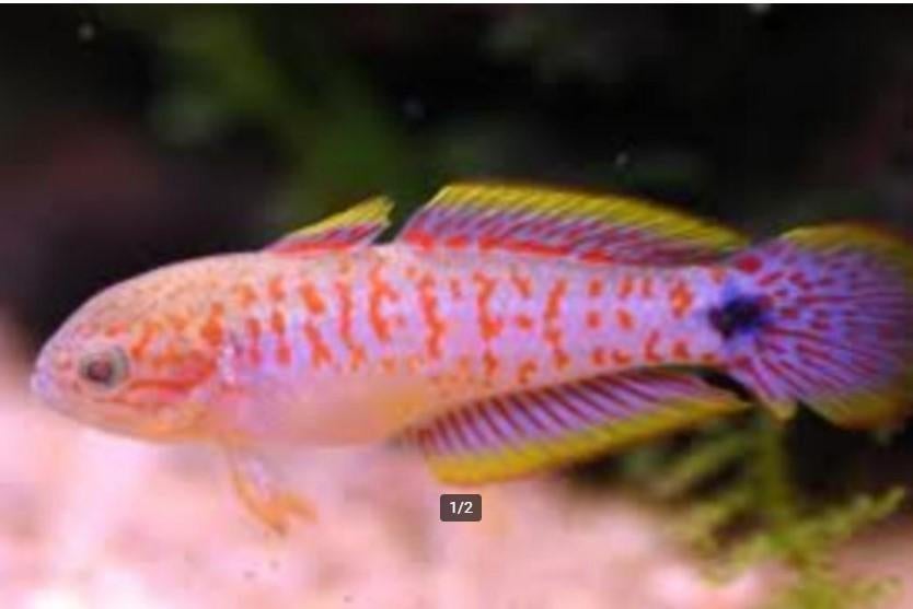 Pauwooggrondel - Tateurndina ocellicauda - Koidream Valburg, Vis, Zoetwatervis