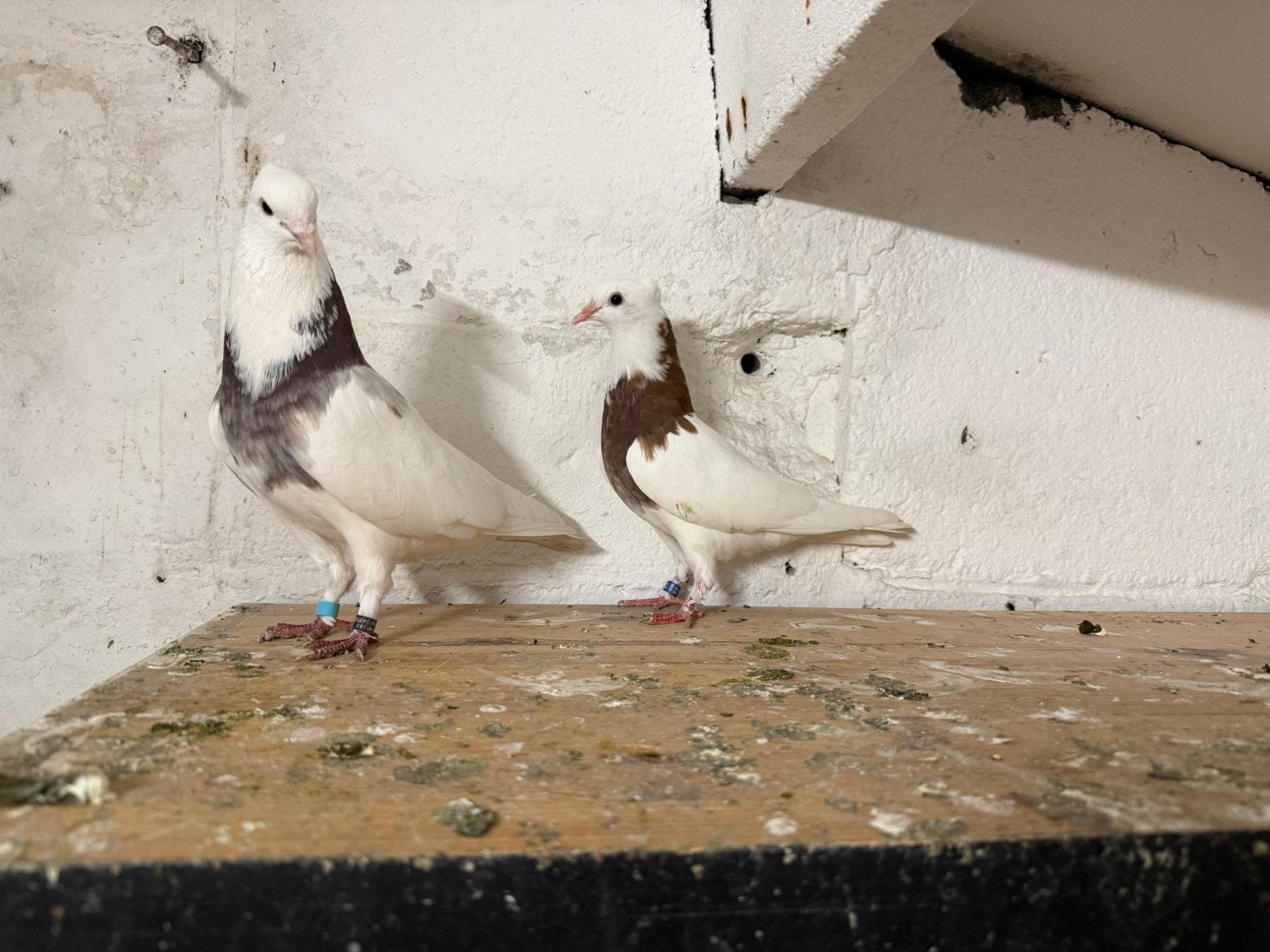 Mooi duven, Dieren en Toebehoren, Mannelijk