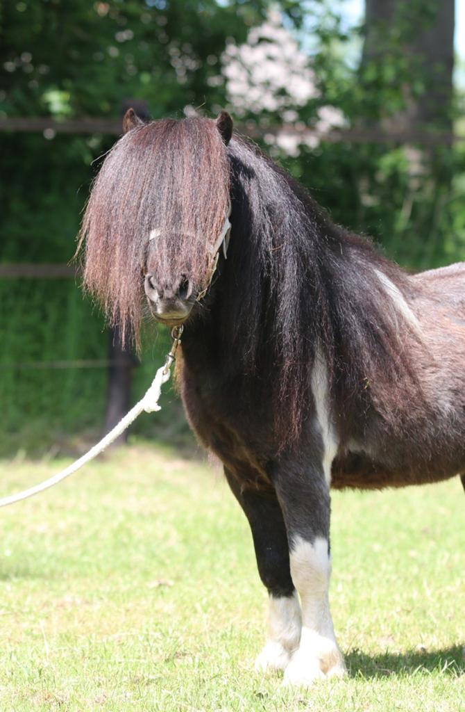Prachtige bonte goedgekeurde mini dekhengst, Hengst, A pony (tot 1.17m), Met stamboom, 3 tot 6 jaar