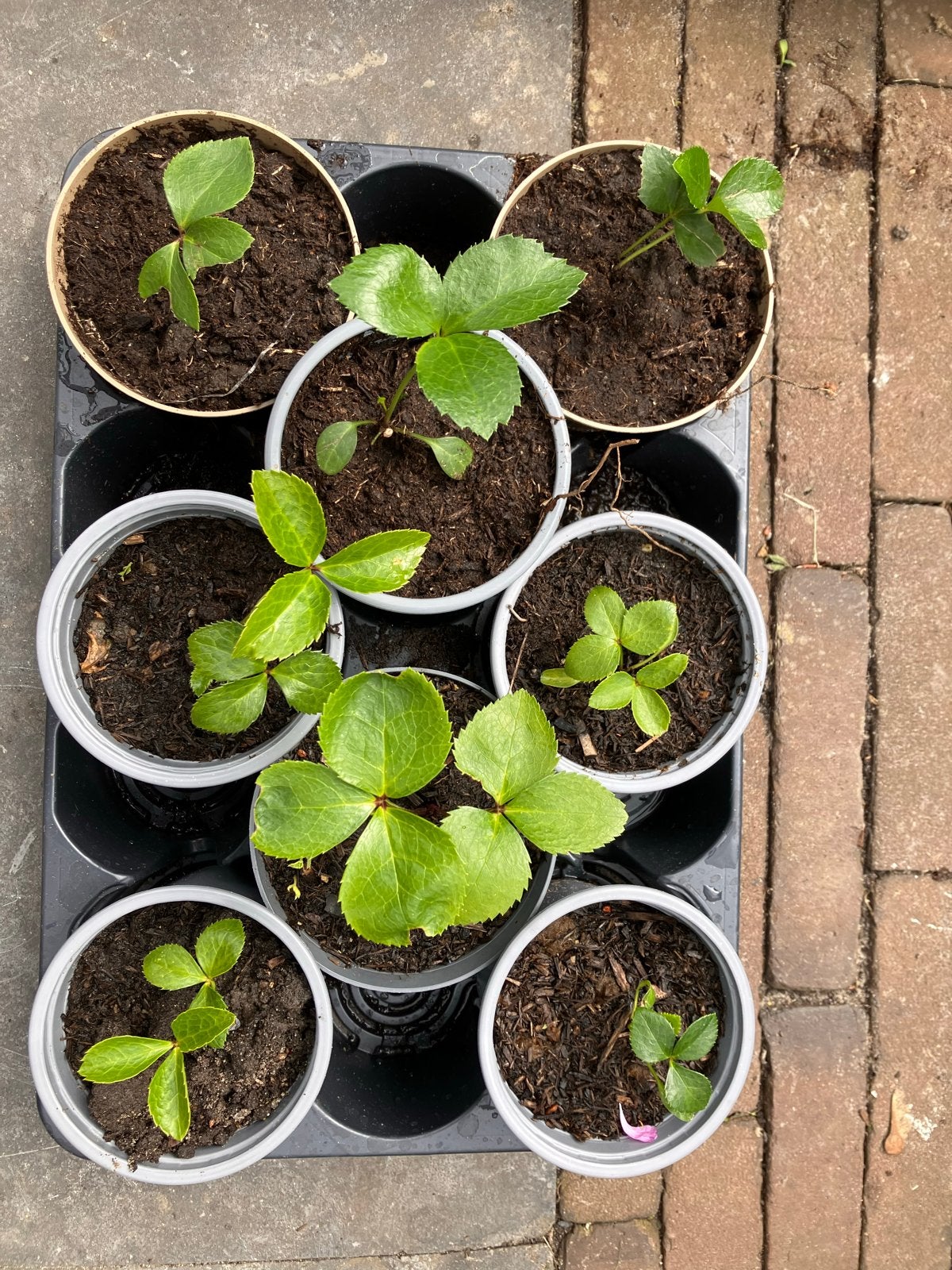 Helleborus Kerstroos plantjes - Bordeaux, Overige soorten, Vaste plant, Ophalen of Verzenden, Halfschaduw