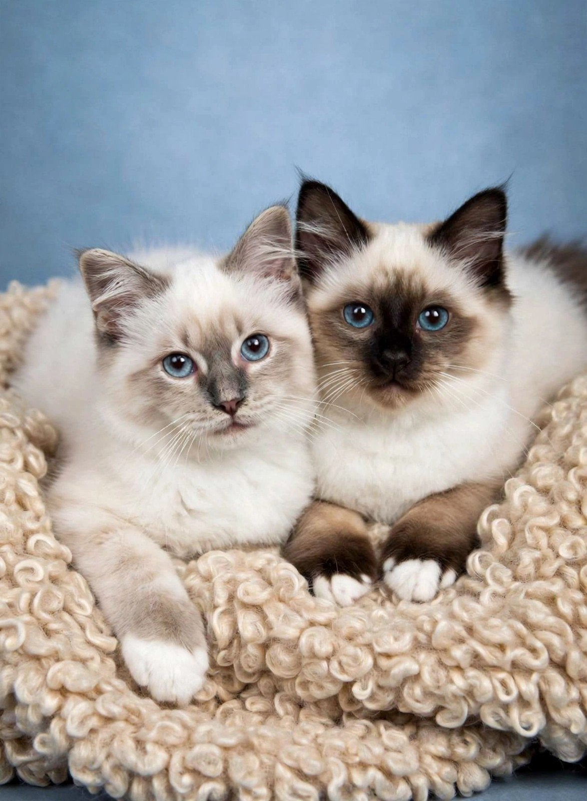 Raszuivere heilige birmaan kitten,  en 1 kater en 1 poesje, Meerdere dieren, Met stamboom, 0 tot 2 jaar