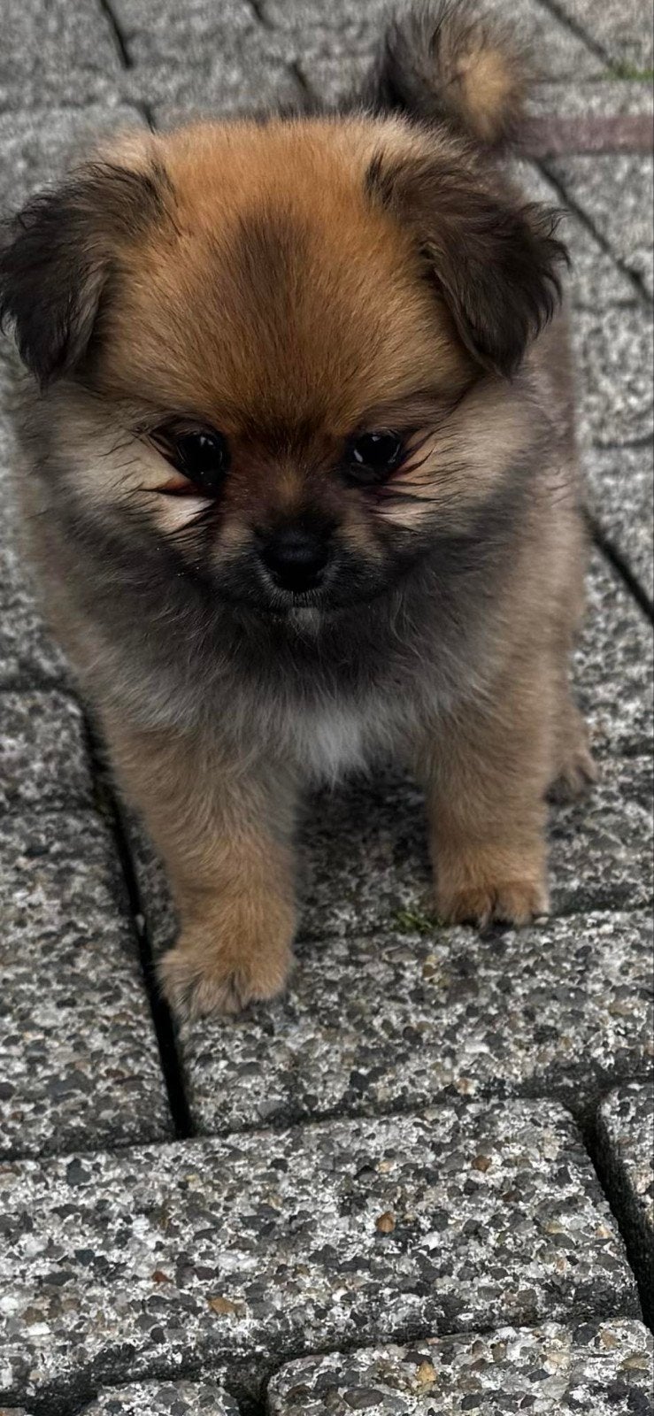 Hele lieve tricolore mini pomeriaan  reutje 8weken, Keeshond, Reu, 8 tot 15 weken, Meerdere