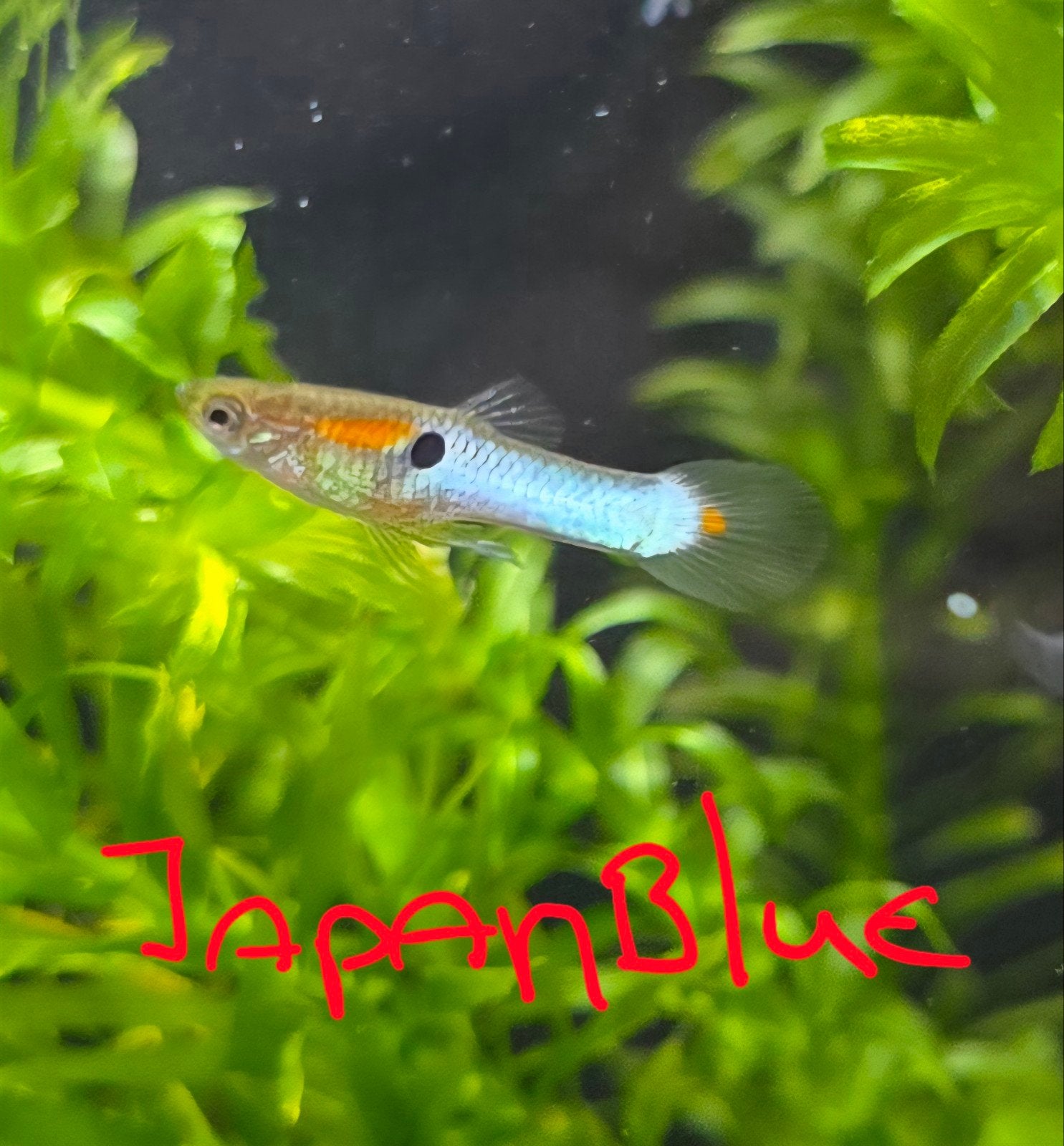 japan blue endler guppen, Vis