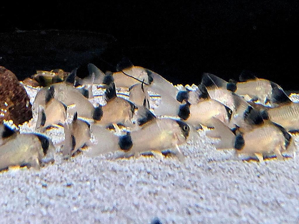 Corydora Panda, Dieren en Toebehoren, Vissen | Aquariumvissen, Vis, Zoetwatervis