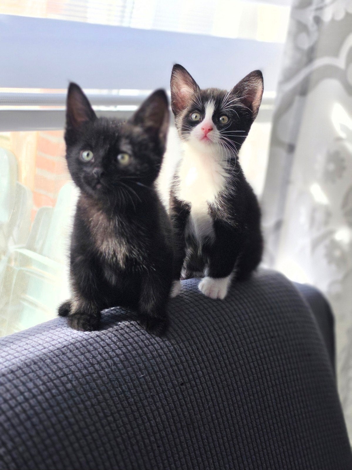 Lieve en sociale kittens zoeken een warm en liefdevol thuis, Meerdere dieren