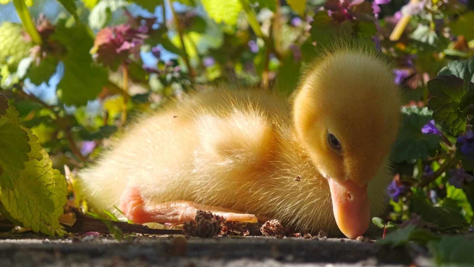 Gezocht: liefdevol huis voor onze eendjes, Meerdere dieren, Eend