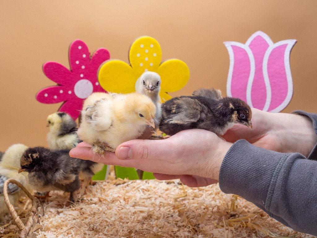 Jonge Tamme Brahma kuikens gesekst en ingeënt, Dieren en Toebehoren, Pluimvee, Vrouwelijk, Kip