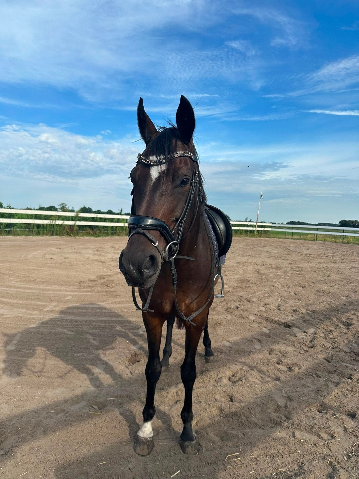 Super leuk Familiepaard/sport/recreatiepaard😍!!!, Dressuurpaard, L, 11 jaar of ouder, 165 tot 170 cm