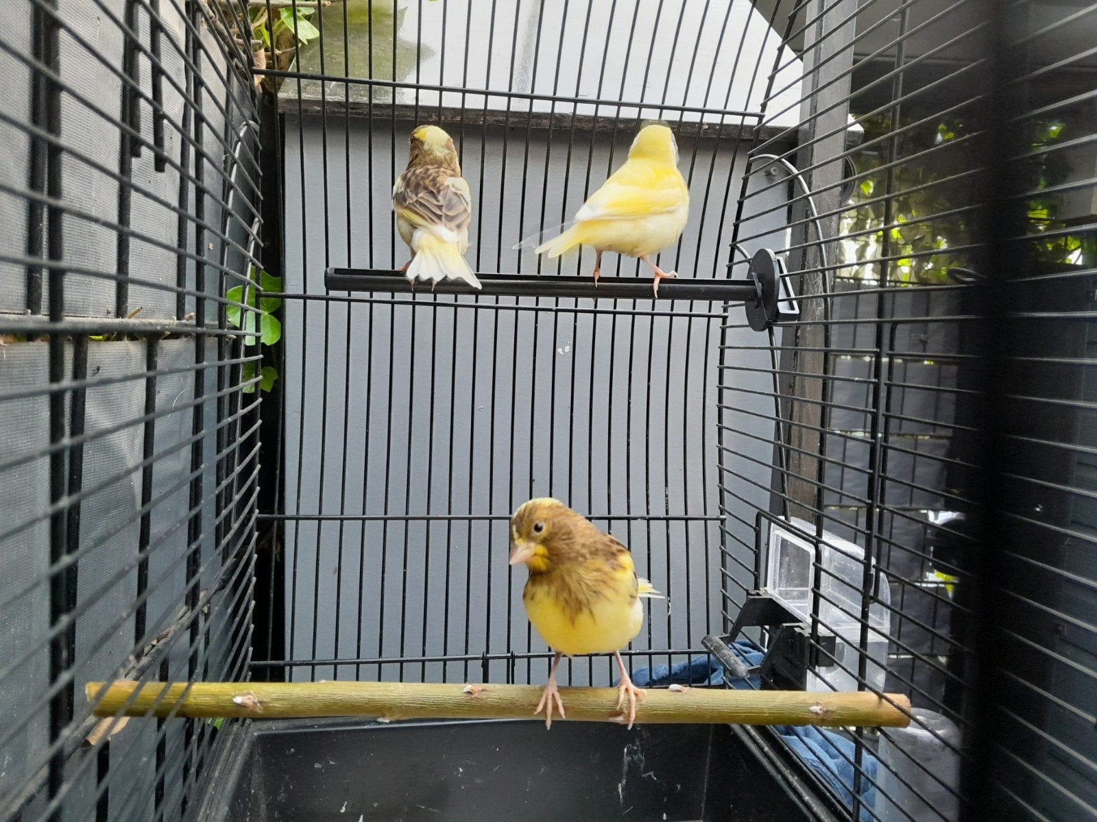 3 mooie jonge kanaries, Dieren en Toebehoren, Vogels | Kanaries, Geslacht onbekend, Kleurkanarie