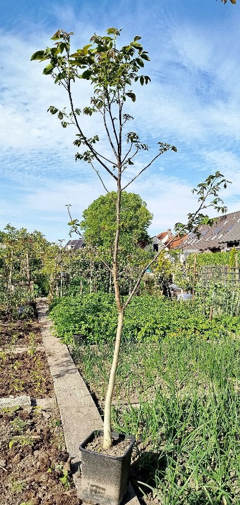 Walnotenboom, juglans regia , rond 3 meter lang, Tuin en Terras, Planten | Bomen, Overige soorten, Lente, 250 tot 400 cm, Ophalen