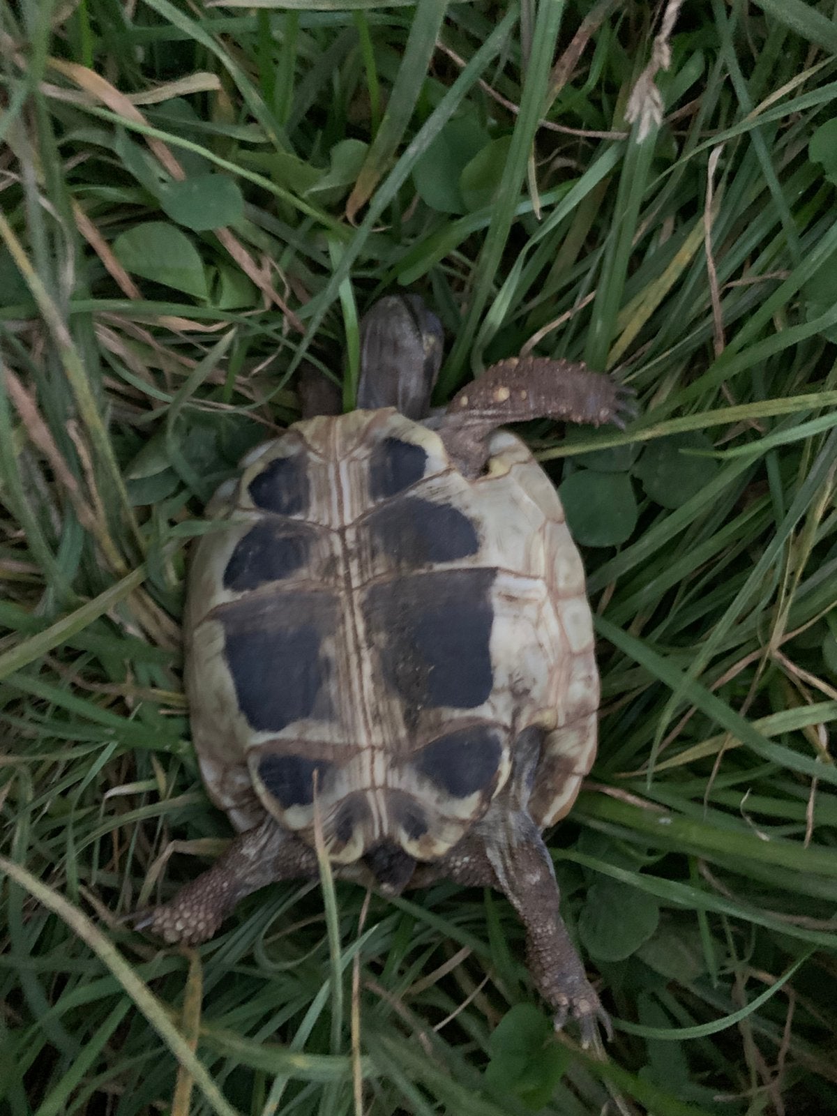 Landschildpad, Griekse landschildpad, Thb Tortoise photo 3