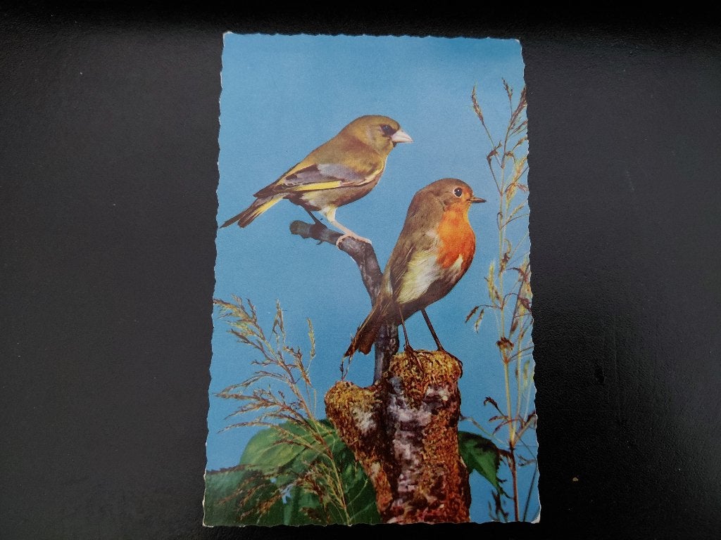 Vogels, Groenling en Roodborstje, gelopen, jaren '60., Verzamelen, Ansichtkaarten | Dieren, Verzenden, 1960 tot 1980, Gelopen
