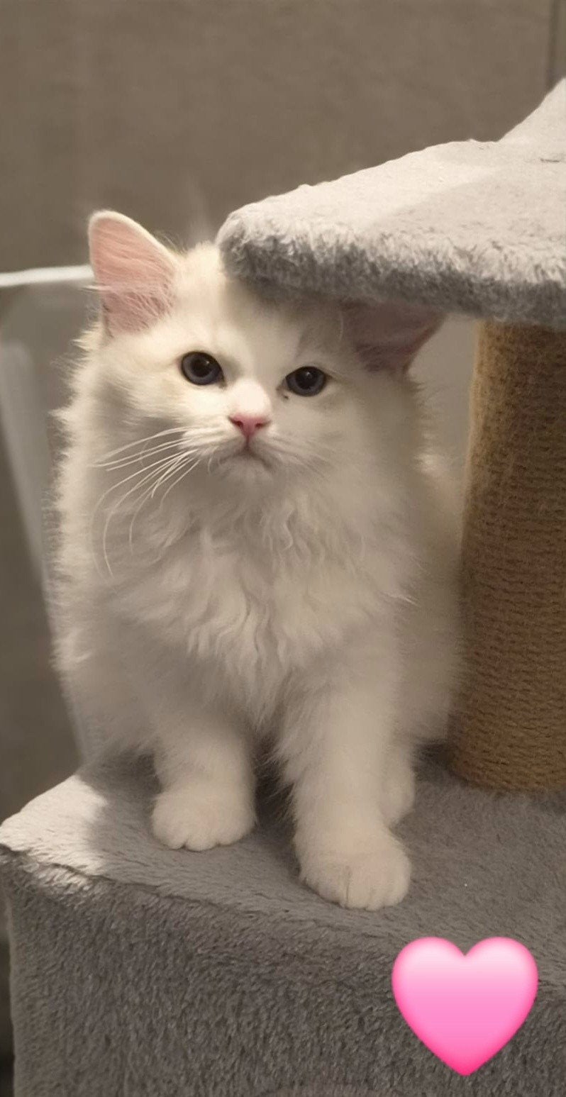 Mooie Ragdoll / Siberische kittens aangeboden, Dieren en Toebehoren, Meerdere dieren, Langharig, 0 tot 2 jaar