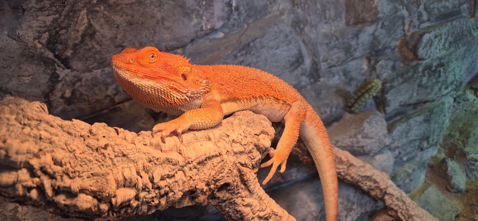 Mannelijke baardagaam Bearded Dragon photo 3
