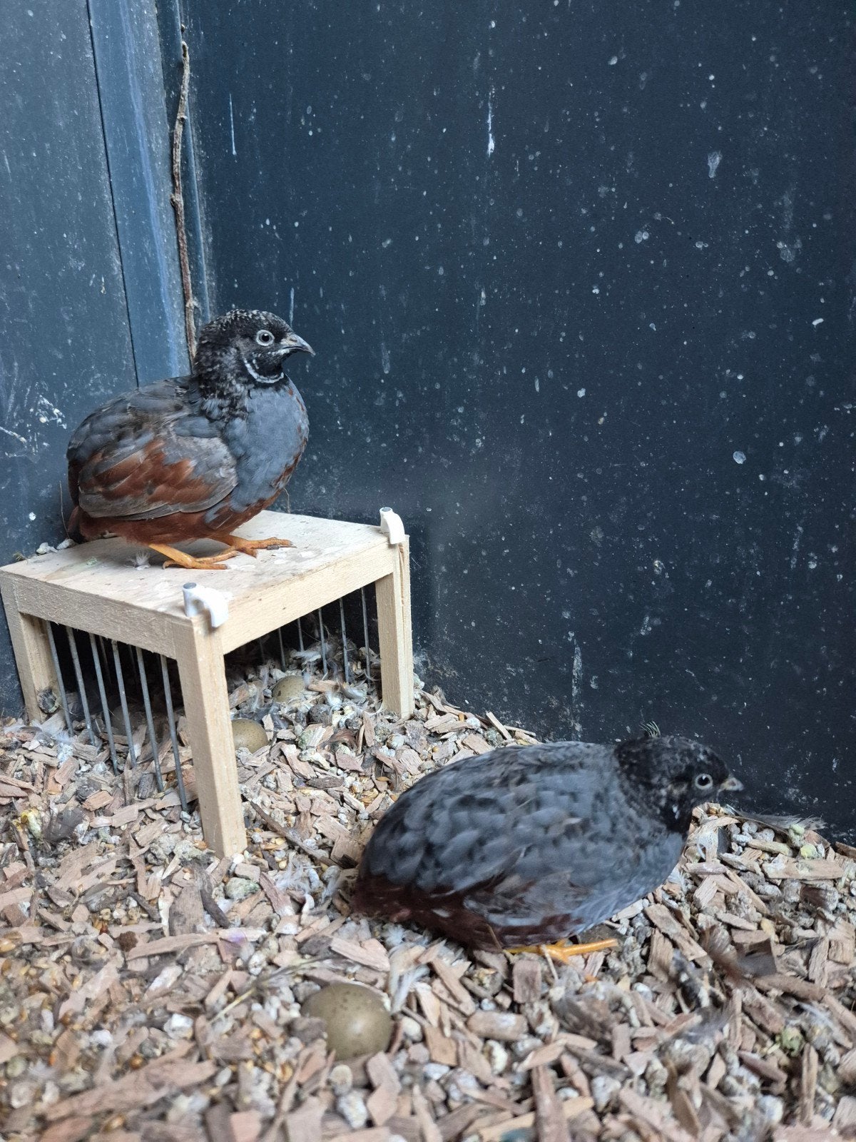 chinese dwergkwartel hanen, Dieren en Toebehoren, Mannelijk