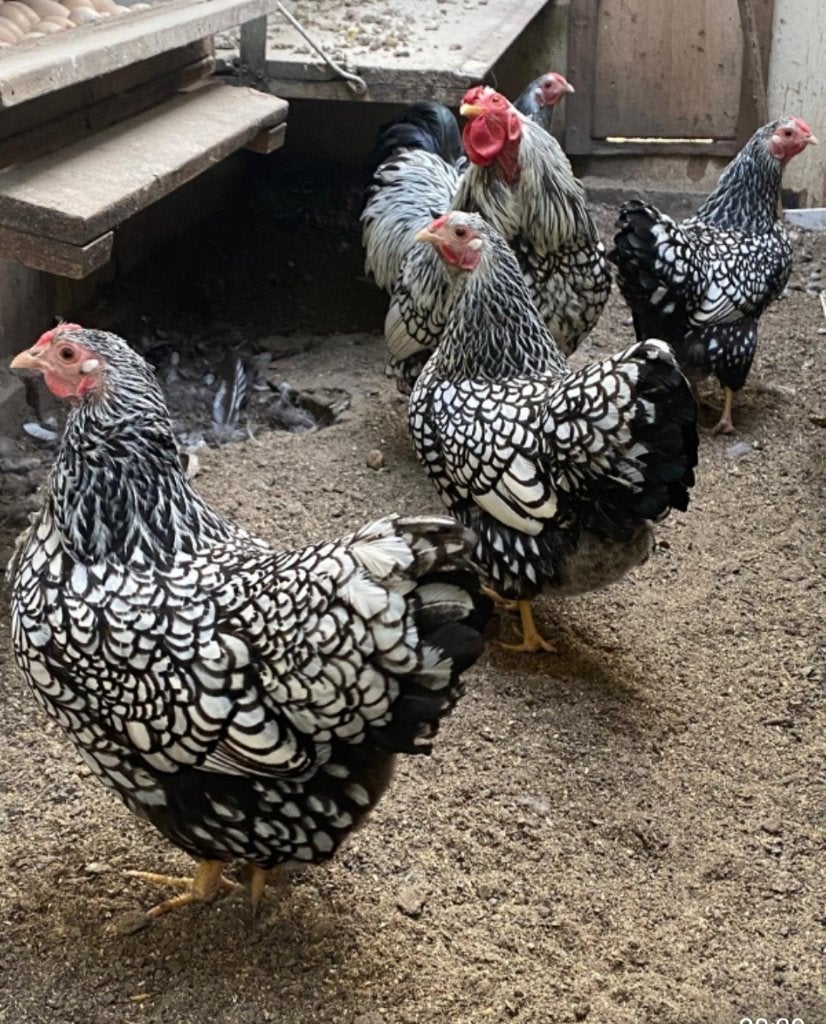 broedeieren zilver wyandotte kriel, Dieren en Toebehoren, Pluimvee, Geslacht onbekend, Kip