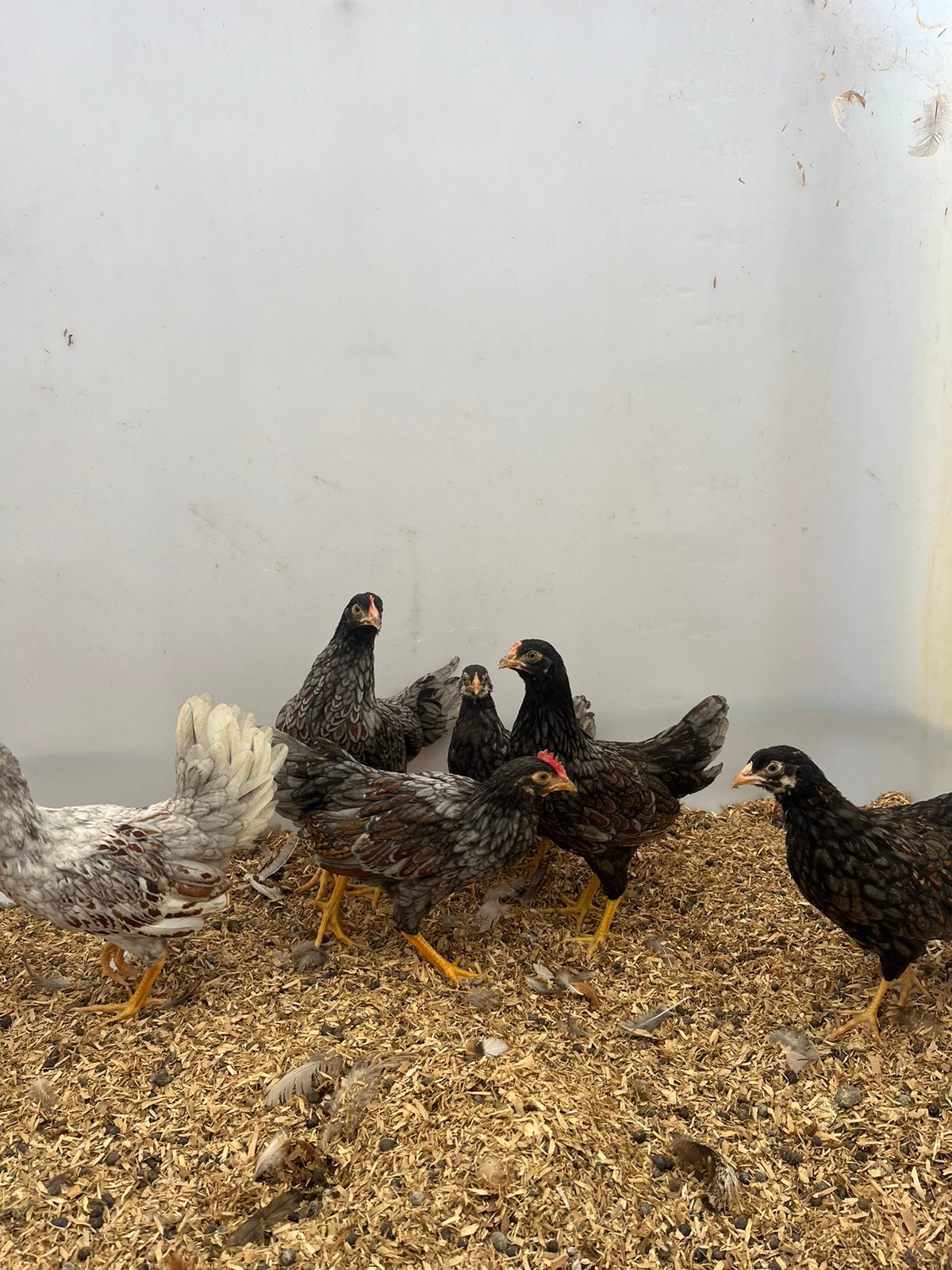 Prachitge mooie jonge barnevelders, Dieren en Toebehoren, Pluimvee
