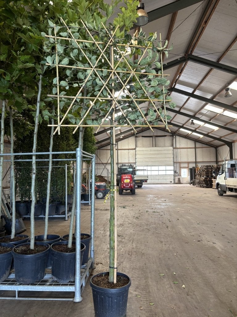 Malus ‘Rode van Boskoop’ – Appelboom als lei boom, Lente, Volle zon, In pot, Ophalen of Verzenden