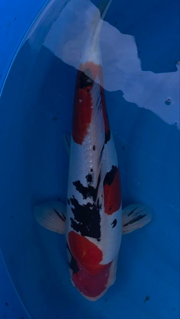 Doitsu Sanke, Dieren en Toebehoren, Karper of Koi