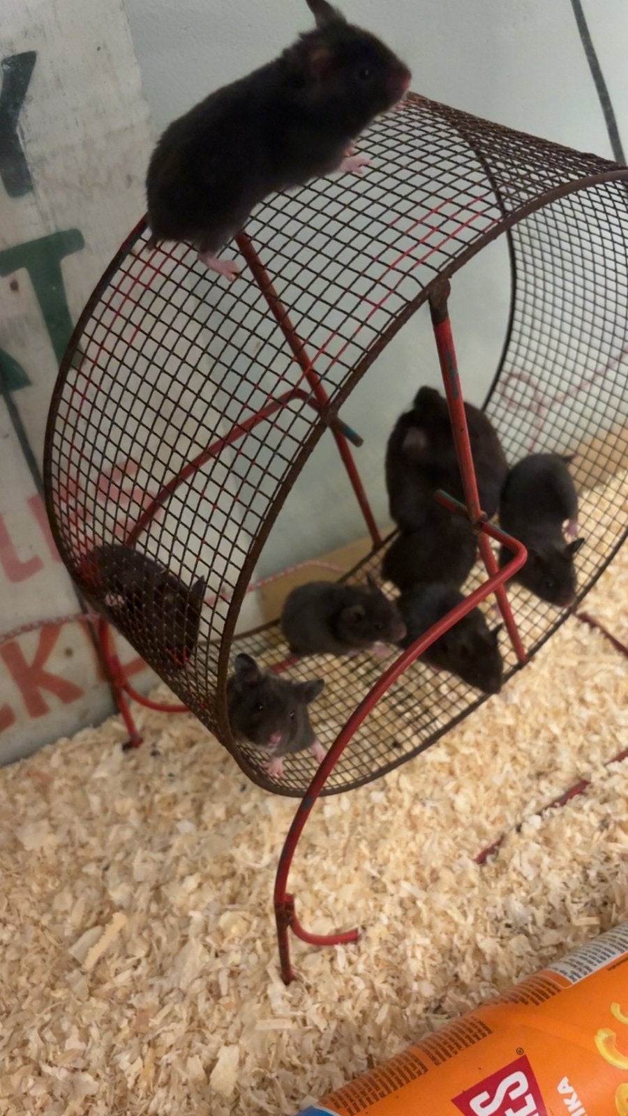 Babyhammies zoeken gouden thuis, Ophalen of Verzenden, Zo goed als nieuw