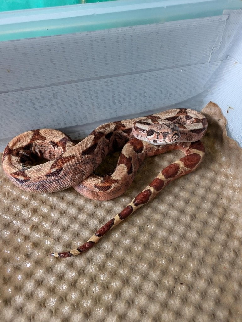 Albino / Blood / Red Dragon Boas Boa Constrictor photo 3