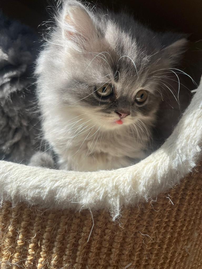 Laatste Britse Half langhaar/Korthaar kitten (katertje), Meerdere dieren, 0 tot 2 jaar