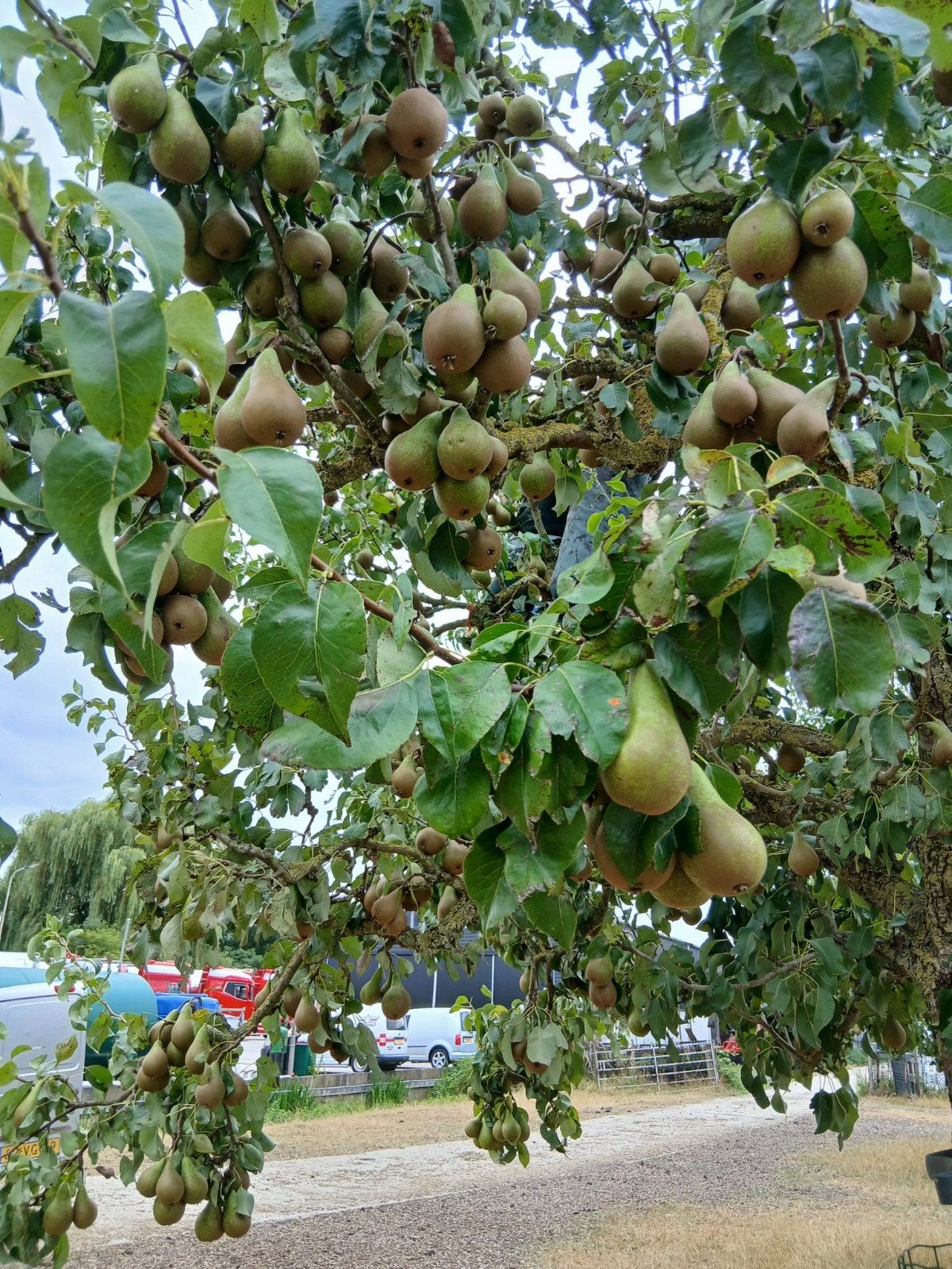 Verse Conference peren te koop - 0,60 euro per kilo, Ophalen of Verzenden