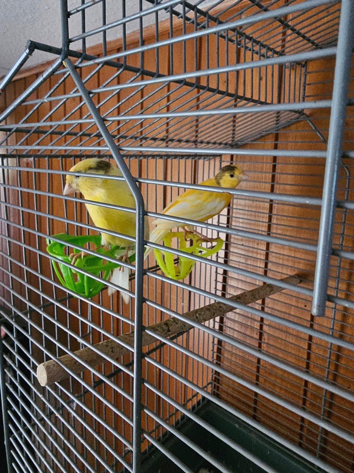 2 jonge mannelijke kanaries van ongeveer 5.5 maanden oud.
Ze, Dieren en Toebehoren, Mannelijk