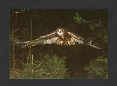 Uil Oehoe in de Nacht Bubo Bubo., Verzamelen, Ophalen of Verzenden, 1980 tot heden, Ongelopen, Vogel