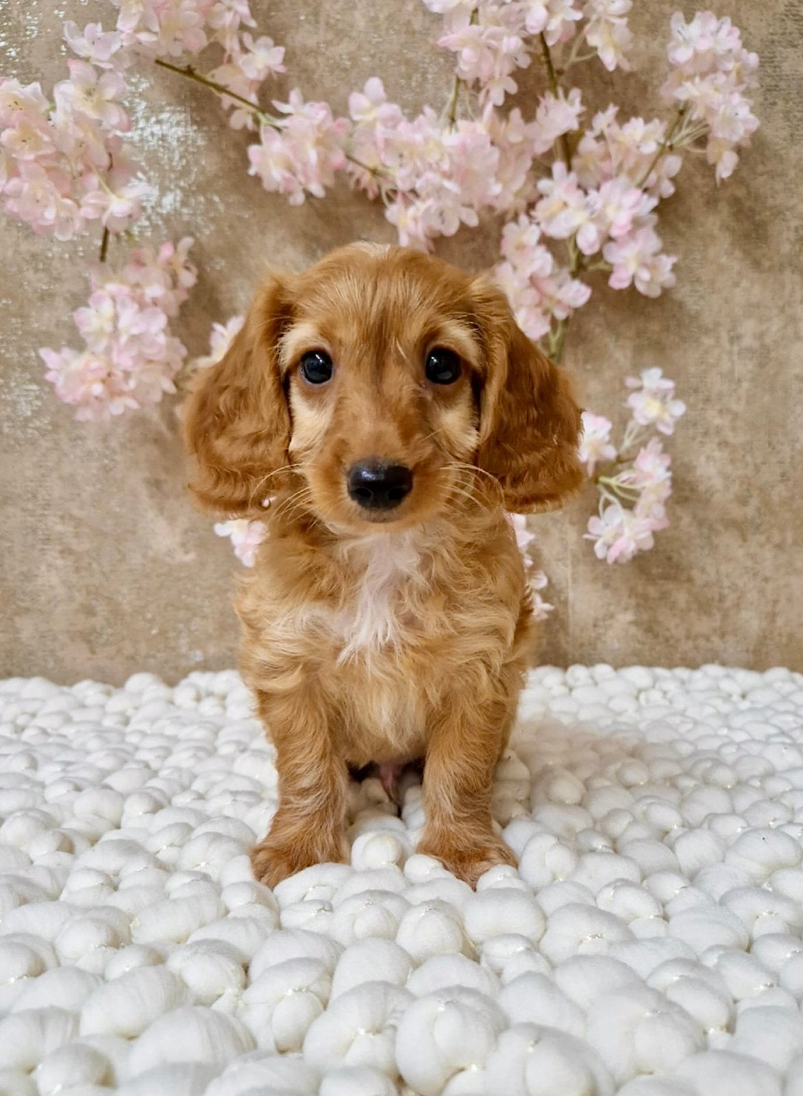 Teckel x poedel pups, Dieren en Toebehoren, Honden | Chihuahua's en Gezelschapshonden, Parvo, Nederland, Overige rassen, 8 tot 15 weken