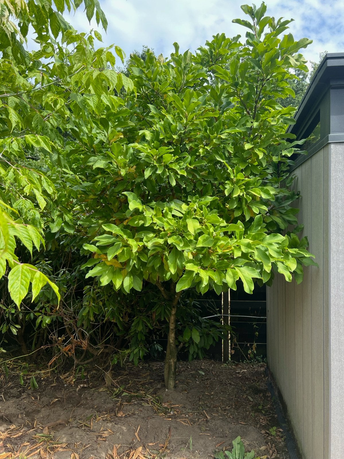 Magnolia boom, Overige soorten, Lente, 250 tot 400 cm, Ophalen
