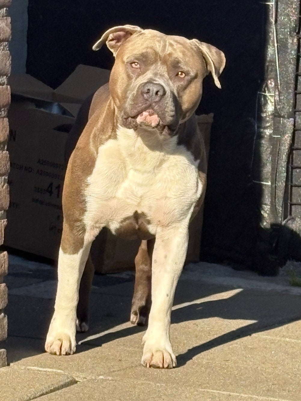 American stafford dekreu open for stud, Reu, 1 tot 2 jaar, Parvo, Eén hond
