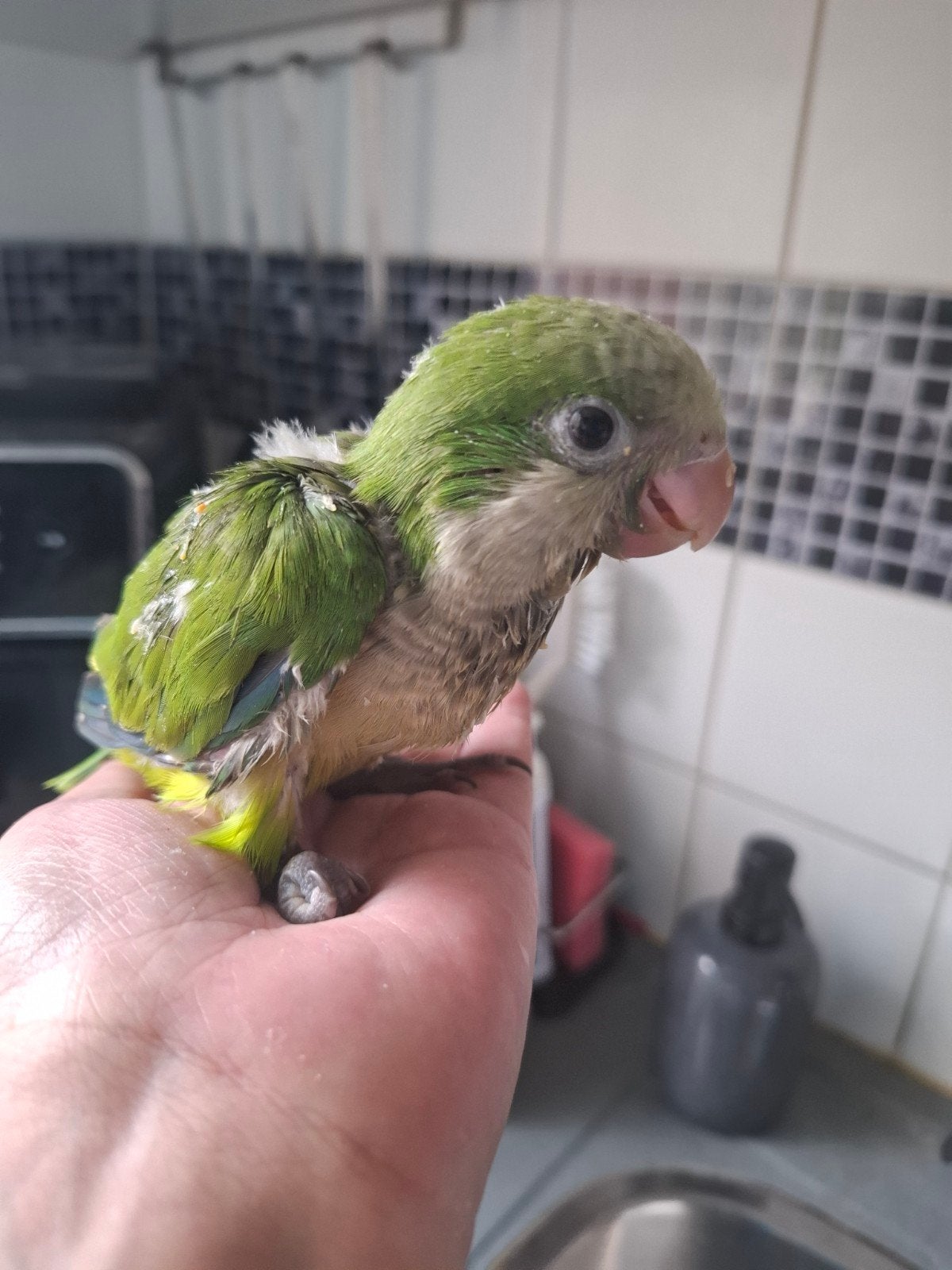 baby muisparkieten man  te reserveren, Dieren en Toebehoren, Vogels | Parkieten en Papegaaien, Mannelijk, Parkiet